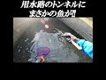 用水路のトンネルに、まさかの魚が!!