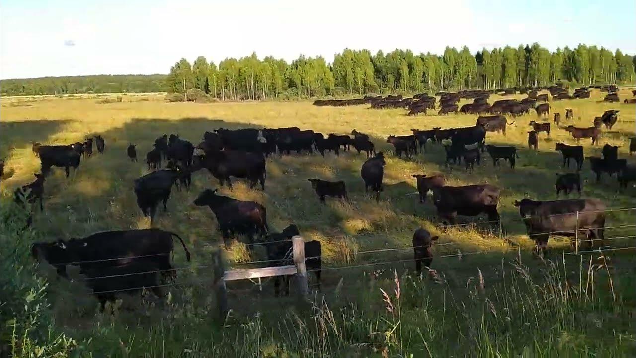 Венгрия пушта стада