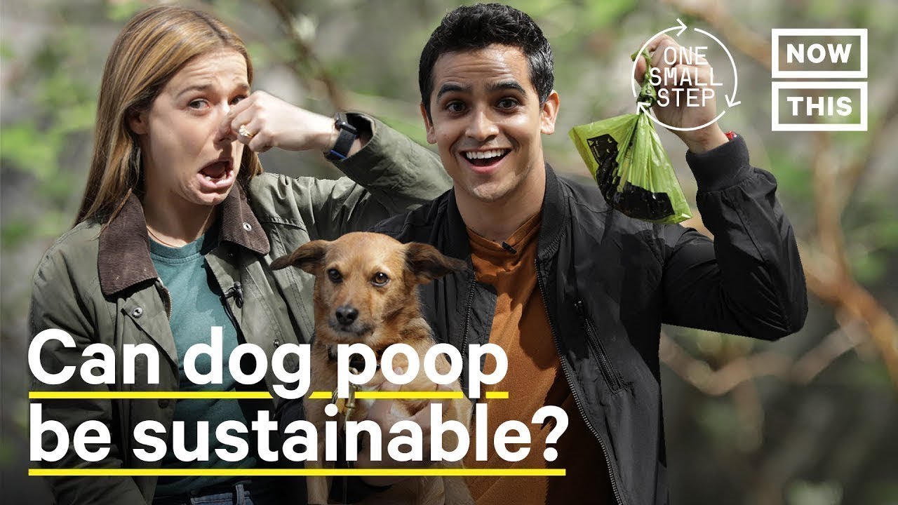 how do you properly dispose of dog poop