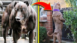 Top 10 Muscular Dog Breeds In The World