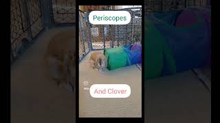 Cute Bunnies Doing Periscopes