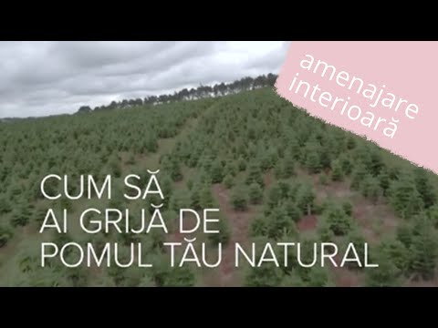 Video: Cum Să Ai Grijă De Un Pom De Crăciun