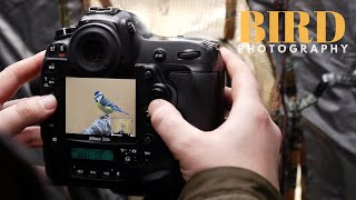 BIRD PHOTOGRAPHY from start to finish || TIPS AND TRICKS - in the field, lightroom