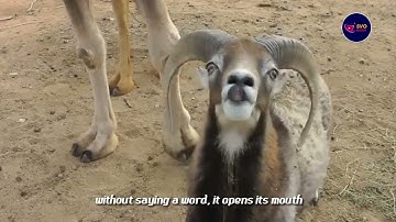 The Gluttonous Goat’s Reckless Showdown