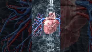 Koroner Bt Anjiyografi Ile Kalbinizin Geleceğini Görün