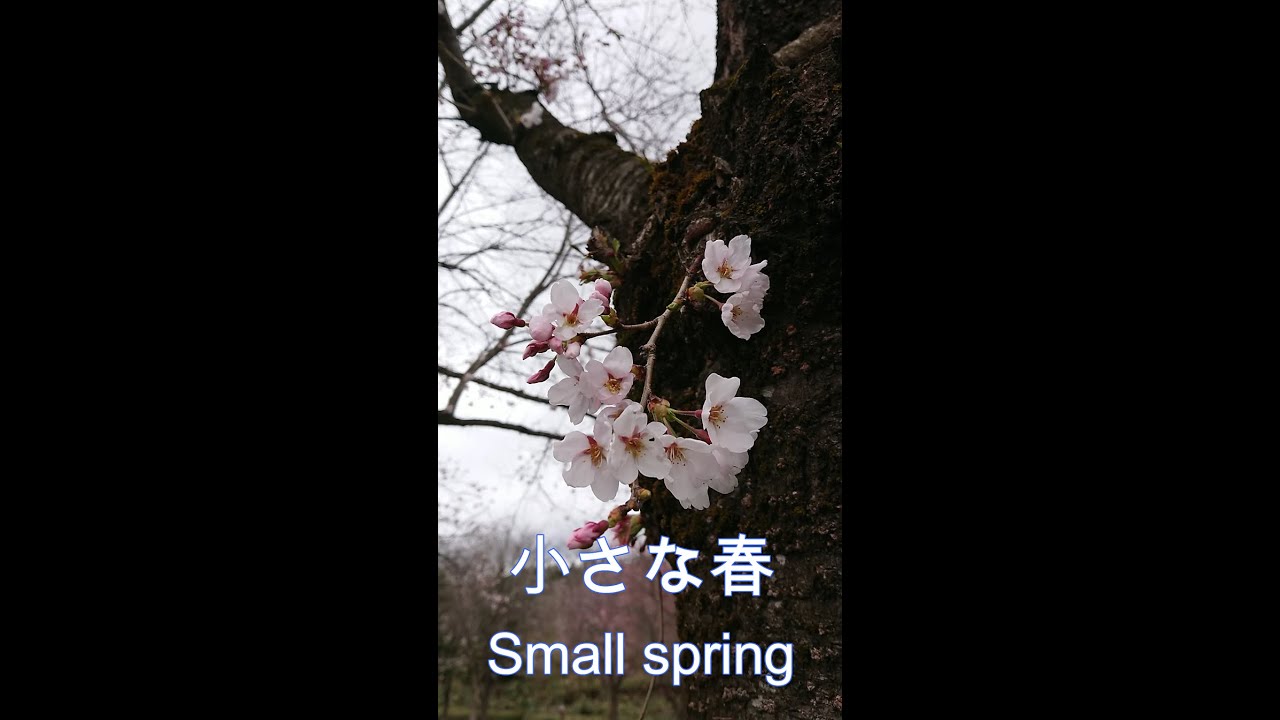 とある公園の小さな春 Shorts Youtubeショート 桜 Youtube