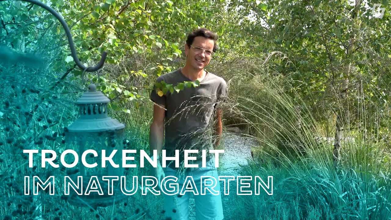 Tipps bei Trockenheit im Garten 🌳🌻 von Markus Burkhard YouTube