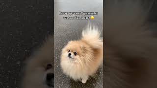 Как я сюда попал?😳 #приколы #собака #республикакоми #юмор #tiktok #shorts