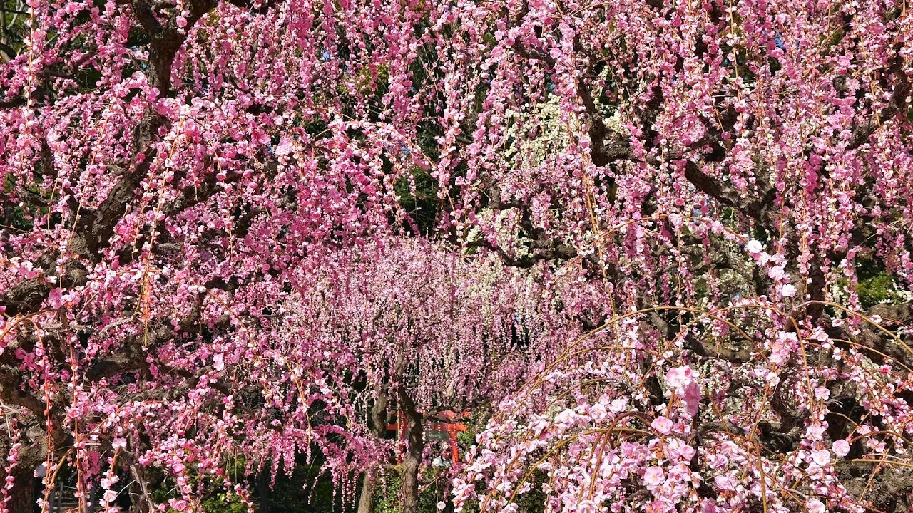 結城神社　2026.03.01　満開の枝垂れ梅　三重県津市