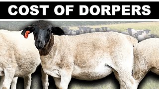 How Much Do Dorper Sheep Cost  Hair Sheep For Meat Beginner Farming Tips Raising Sheep Small Scale