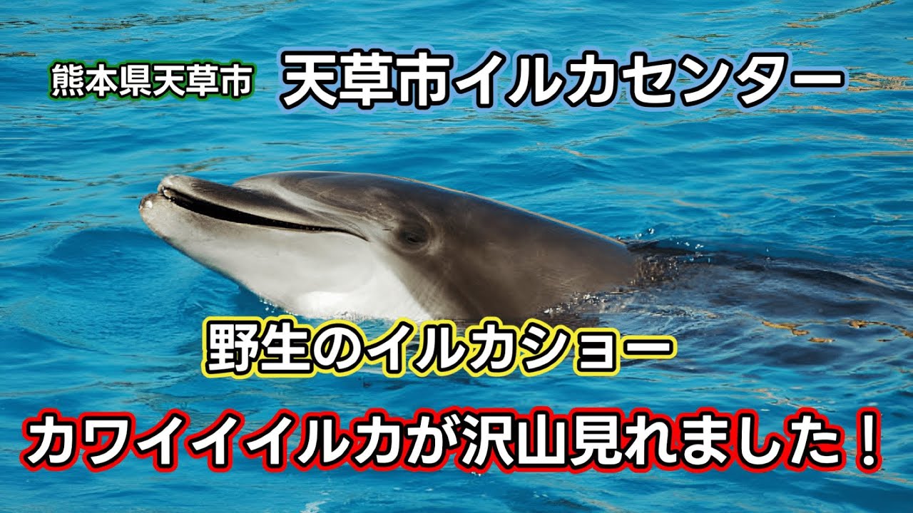 野生のイルカウォッチング】熊本県天草イルカセンターで世界でも珍しい