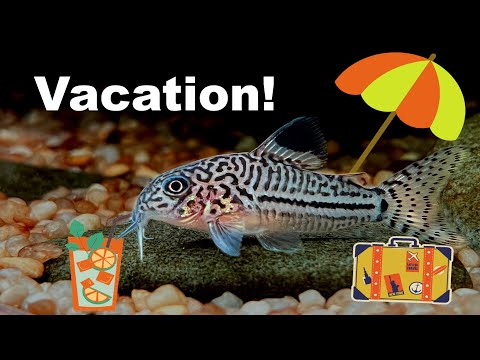 The truth about feeding fish on Holiday Why I regret buying auto feeders