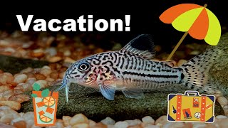 The truth about feeding fish on Holiday. Why I regret buying auto feeders?