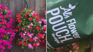 “growing flowers” in a PLASTIC BAG (al’s flower pouch)…
