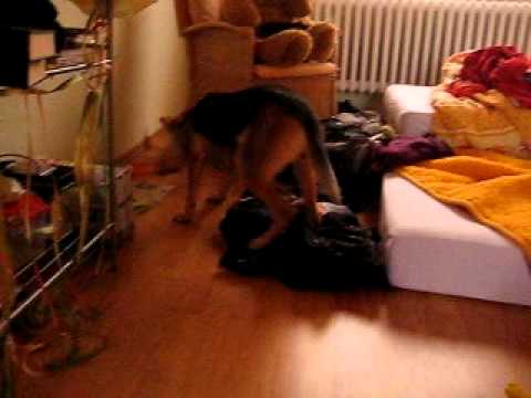 Phoebe Phoo The Dingaroo 