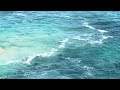 Sea turtles