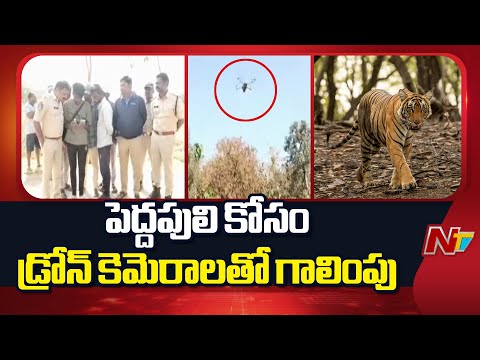 Siddipet: సిద్దిపేట జిల్లాలో టెన్షన్ టెన్షన్.. పెద్దపులి కోసం గాలింపు | NTV Telugu - NTVTELUGU
