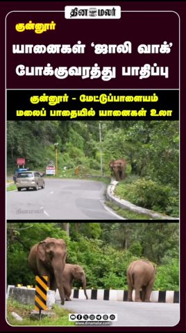 யானைகள் 'ஜாலி வாக்' போக்குவரத்து பாதிப்பு