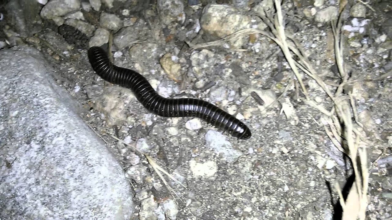 Tiger Striped Millipede