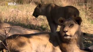 Living with Lions HD National Geographic Documentary HD)