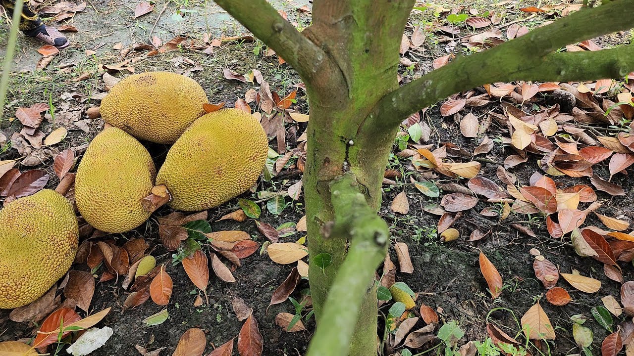 Nguyên Nhân và Cách Khắc Phục Tình Trạng Bị Thối Trái và Đỏ Lá Cho Vườn Mít Indo Ruột Đỏ.