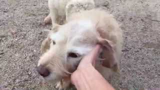 Find your best friend at the animal shelter