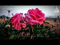 واصبر وما صبرك إلا بالله تلاوة من سورة النحل الشيخ محمود الحصري