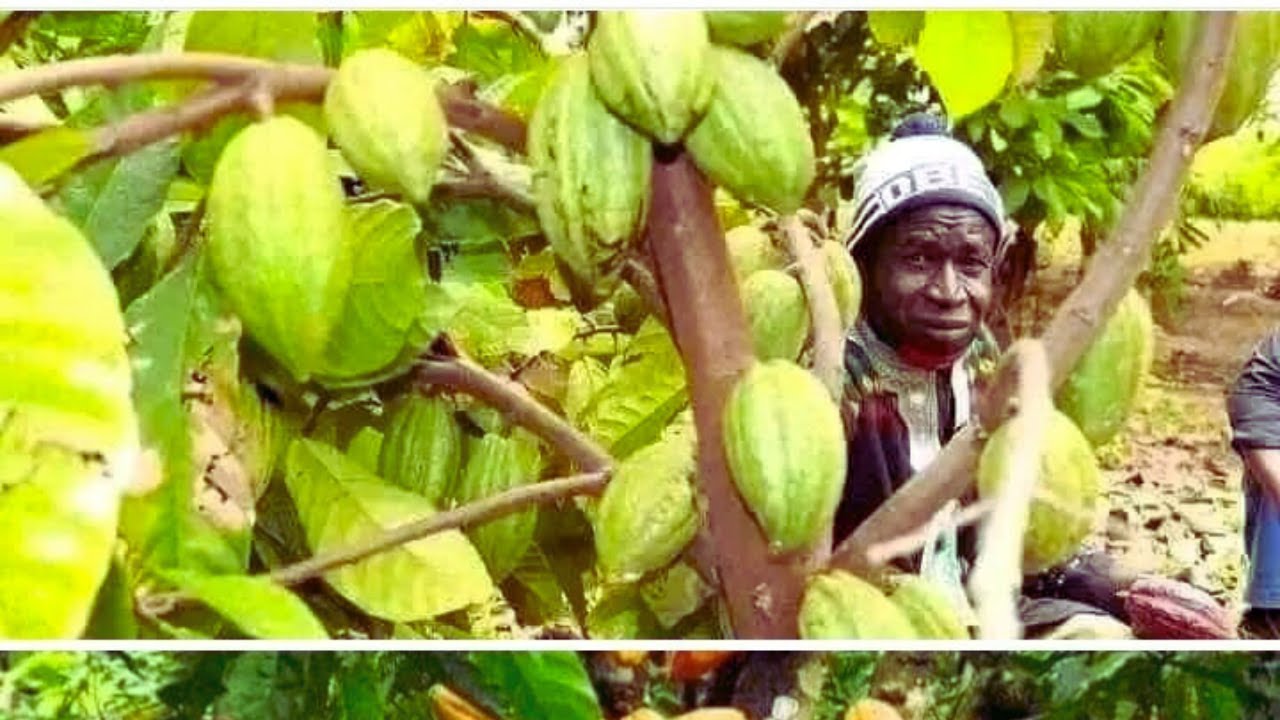 le-cacao-la-banane-plantain-le-palmier-l-ananas-poussent-bien-au