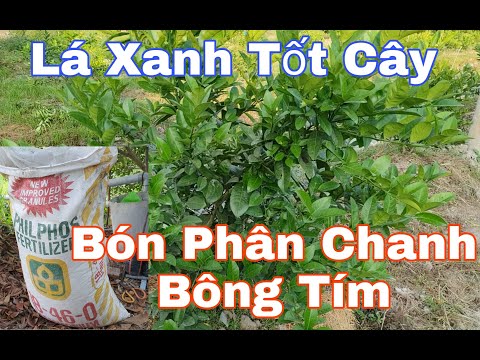 Video Bón Phân DAP Cho Chanh Bông Tím 6 Tháng Tuổi,Chanh... - youtube