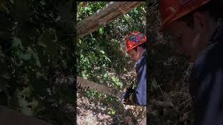 Clearing a Burnt Madrone | Diaries from a Greenhorn Sawyer