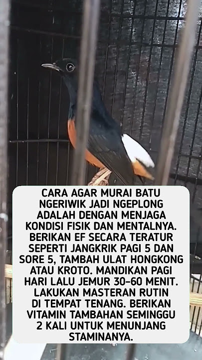 Cara Agar Murai Batu Ngeriwik Jadi Ngeplong #shorts #feedshorts