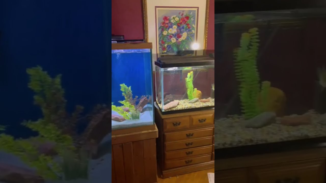 How Fast My Pet Bass Grew Gus The 