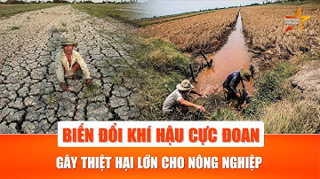 Thiên tai cực đoan khiến nền nông nghiệp thế giới chịu mức thiệt hại chưa từng thấy | TTVH