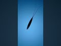 Sliveyfish