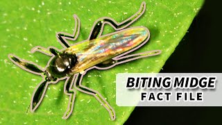 No-See-Um Facts: the BITING MIDGE facts | Animal Fact Files