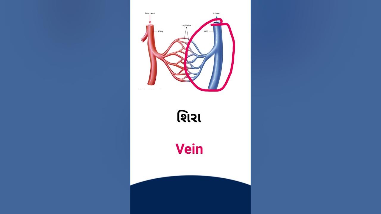 vein-meaning-in-gujarati-english-dictionary-youtube
