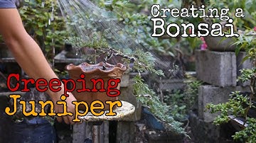 EP 28 - Creeping Juniper Cascade || Initial Styling