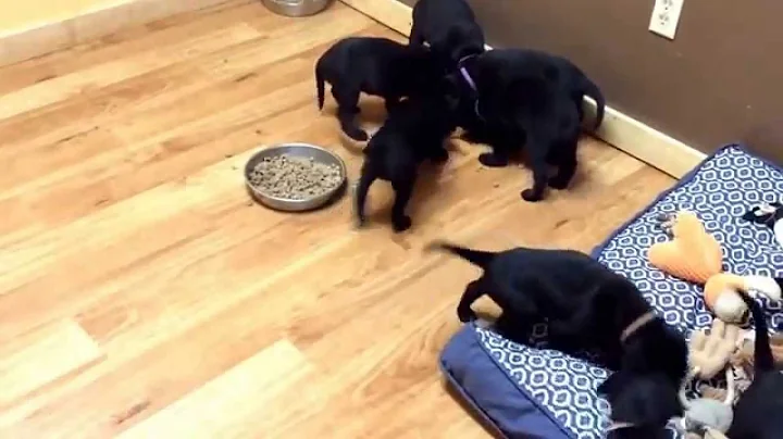 Puppies eating 1/11/15