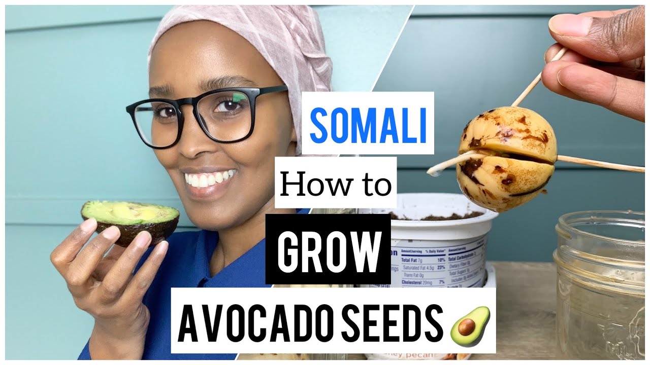 Somali 4 ways to Start Growing Avocado Seed 🥑🌿// Beertayda