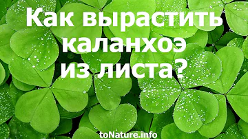 Как вырастить каланхоэ из листа?