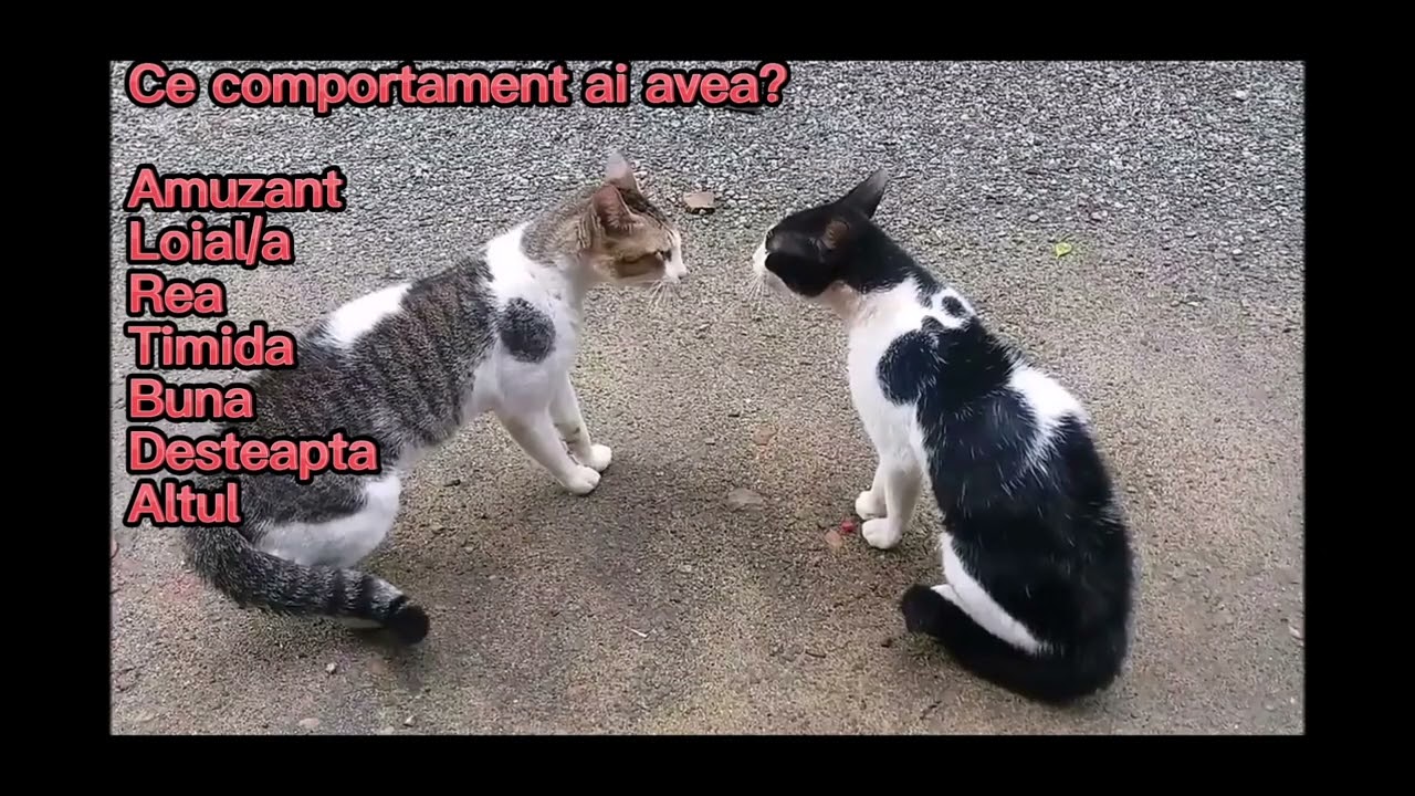 Test de personalitate! Pisicile razboinice(Cititi descrierea)