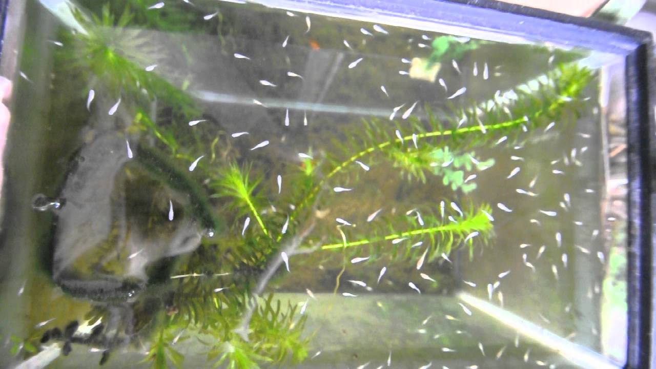 メダカの稚魚 孵化約一ヶ月後 Youtube