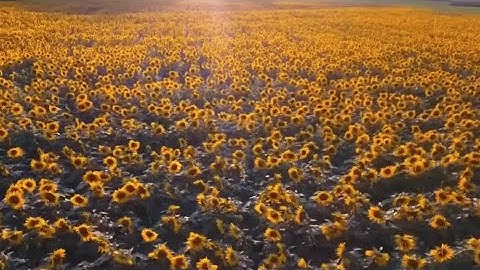 Sunflower Field | Drone Videos - Ferocious Content