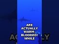 Great White Sharks Can Do WHAT?! 🦈⚡
