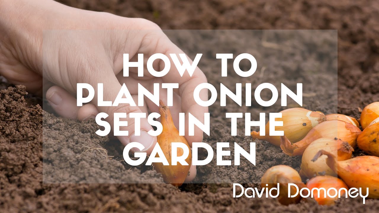 How To Plant Onion Sets YouTube How to plant onion sets youtube