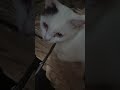 berapa umur miren sekarang??