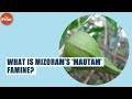 Mizoram S Mautam Famine And Bamboo Flowering Mizoram S Mautam Famine And Bamboo Flowering