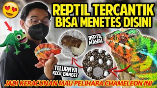 KEREN BANGET! REPTIL TERCANTIK CHAMELEON BISA BERANAK DISINI! BANYAK BANGET ANAKNYA! JAVA REPTILE!