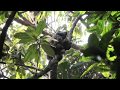 Gray&#39;s Bald-Faced Saki Monkeys!!!!! They Don&#39;t Like Being Watched!