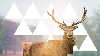 Geometric Zoo Tutorial screenshot 5